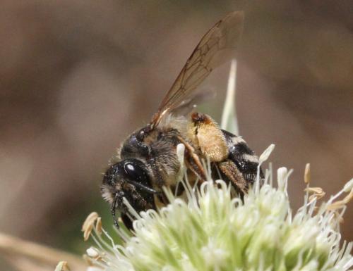 Andrena flavipes